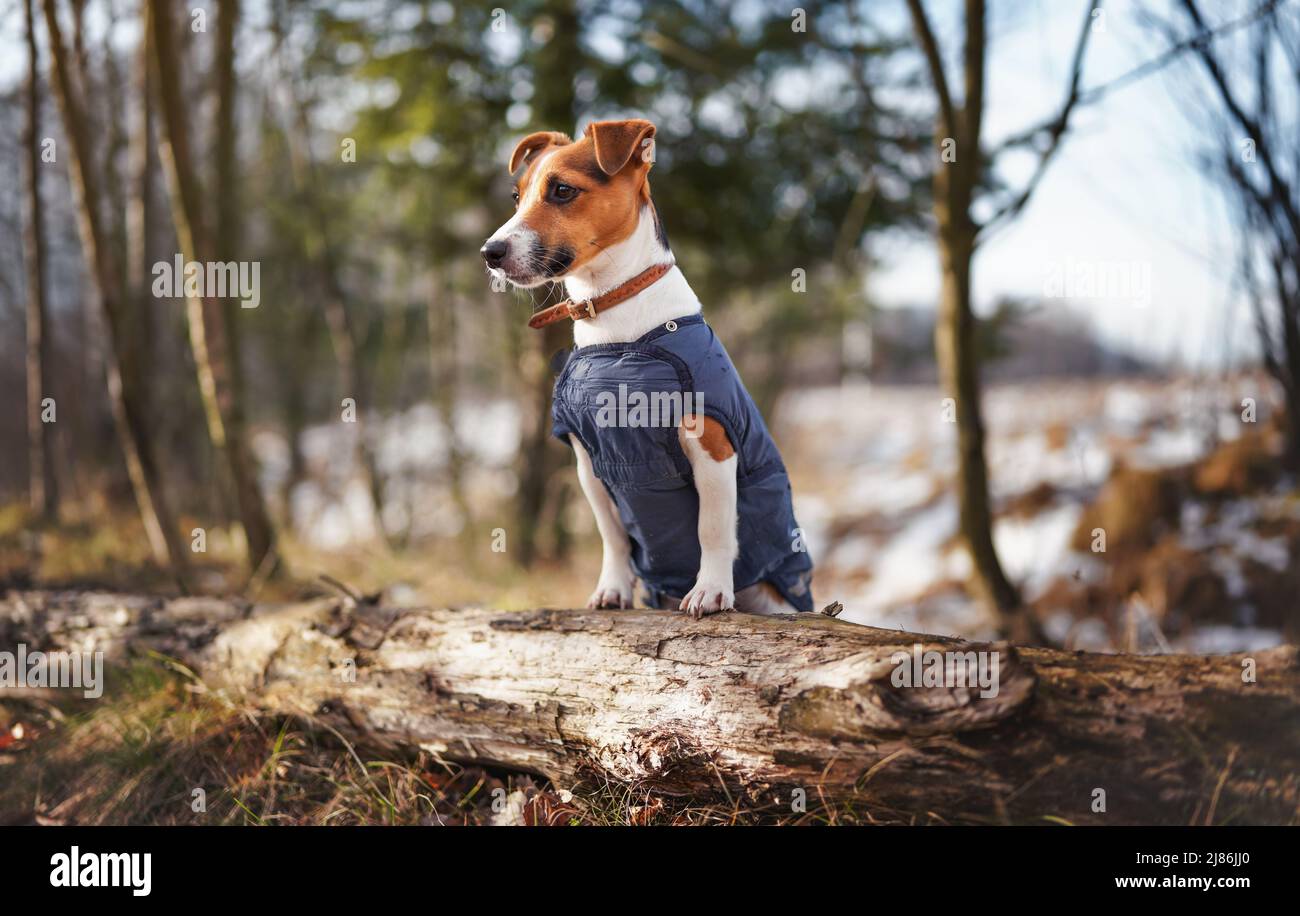 Piccolo Jack Russell terrier in giacca invernale blu scuro appoggiata su un albero caduto con erba e macchie di neve, alberi sfocati o cespugli sfondo Foto Stock