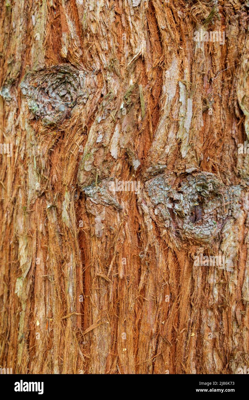 La corteccia di un albero di sequoia della California (Sequoia sempervirens) Foto Stock