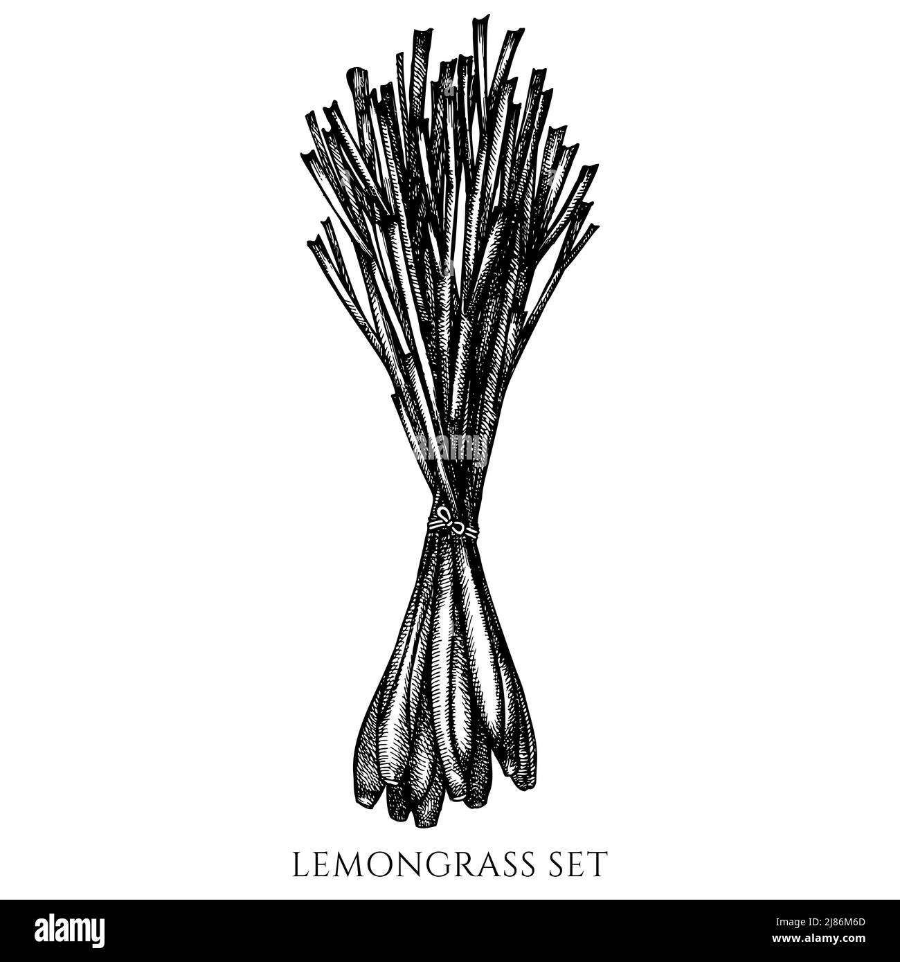 Collezione di illustrazioni vettoriali delle erbe del tè. Citronella bianca e nera. Illustrazione Vettoriale