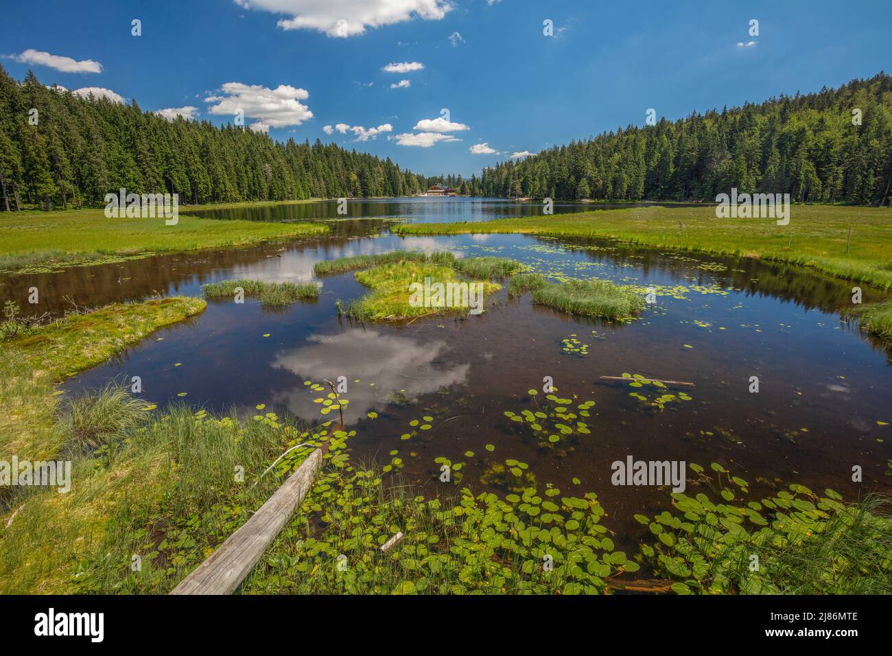 Foresta bavarese Foto Stock