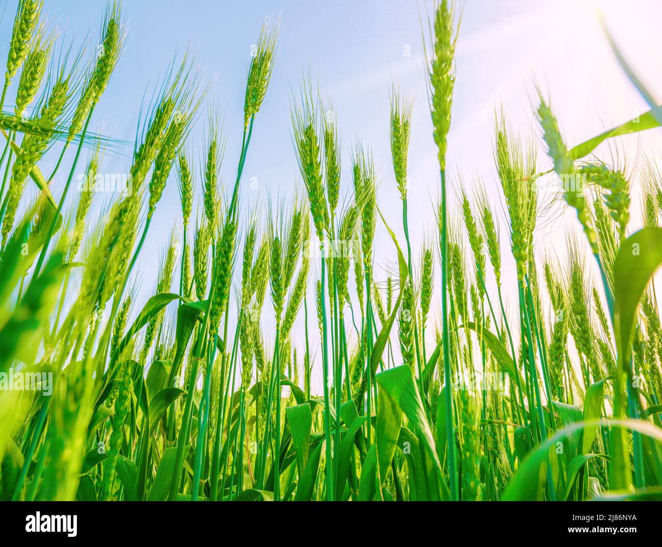 Orecchie di grano verde che crescono in campo contro il cielo blu. Vista verso l'alto, sole flare Foto Stock