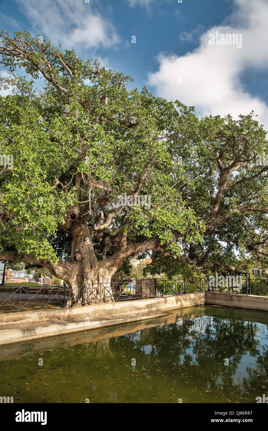 Antica piscina ombreggiata vicino al monastero di Ayia Napa, Cipro. Foto Stock