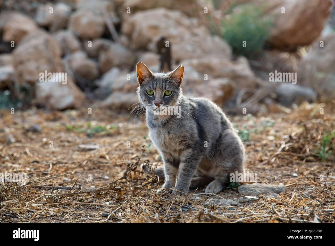 Gatto di strada con l'orecchio strappato primo piano in Ayia Napa, Cipro. Foto Stock