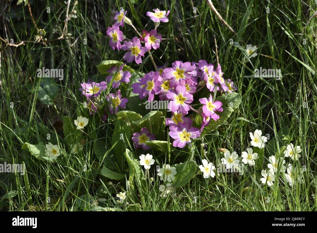 Primrose rosa selvatiche (Primula vulgaris) con middle gialle circondate da Daisies nel Sole a Mid-Wales, Regno Unito in primavera Foto Stock