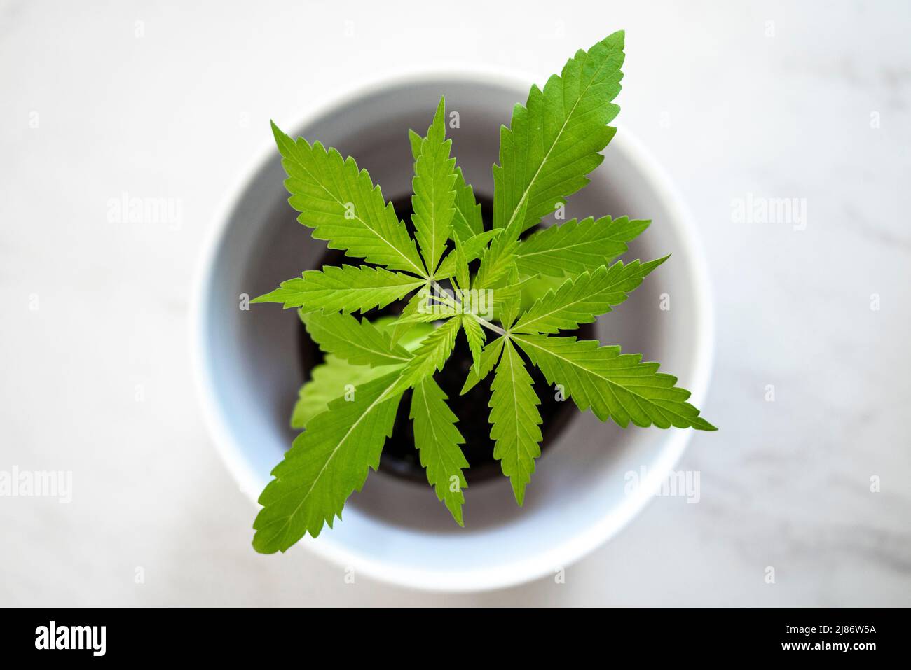 La cannabis sativa è una pianta da fiore erbacea annuale indigena nell'Asia orientale, ma ora di distribuzione cosmopolita a causa della coltivazione diffusa Foto Stock