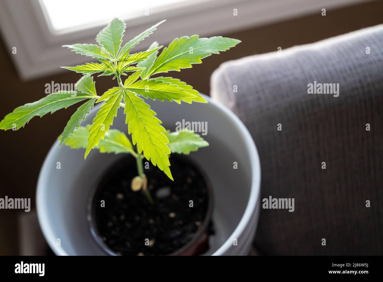 La cannabis sativa è una pianta da fiore erbacea annuale indigena nell'Asia orientale, ma ora di distribuzione cosmopolita a causa della coltivazione diffusa Foto Stock