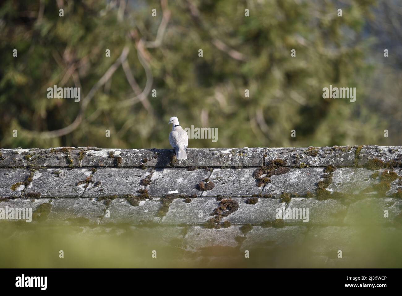 La colared ove eurasiatica (Streptopelia decaotto) arroccata sulla sommità di un tetto nel sole con la testa girata a sinistra dell'immagine contro uno sfondo di campagna Foto Stock