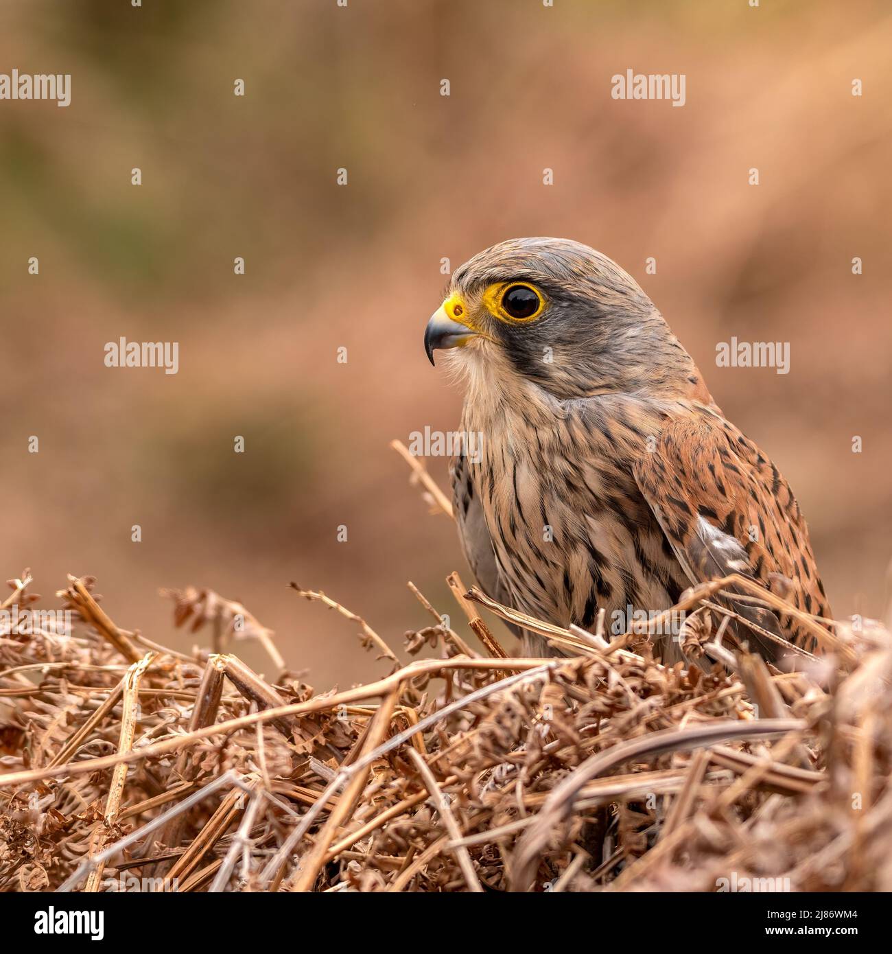 Il Gheppio ritratto Foto Stock