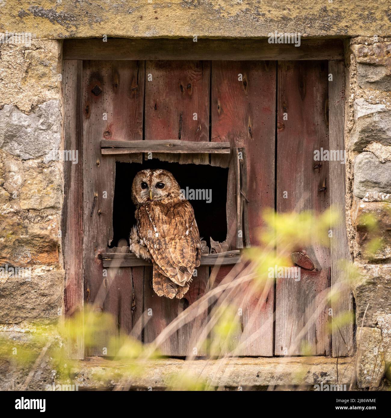Gufo tawny in fienile Foto Stock