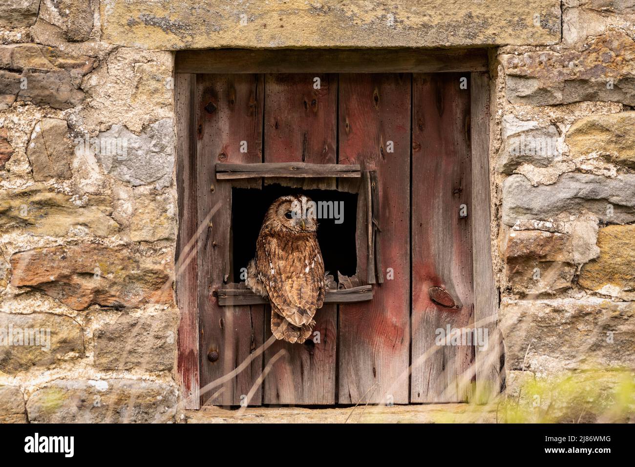 Gufo tawny in fienile Foto Stock