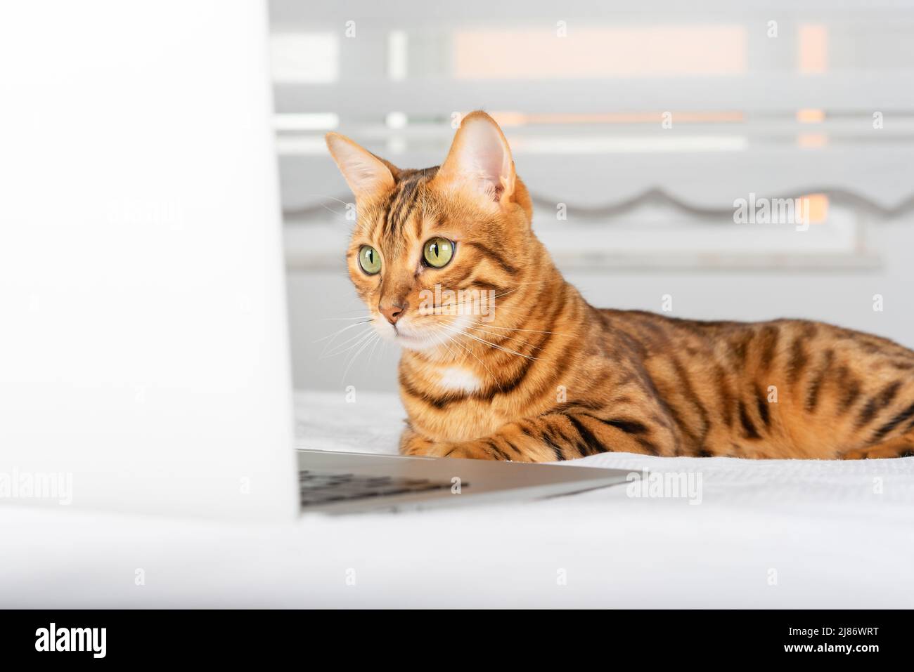 Un gatto zenzero carino sembra in modo accattivante in un computer portatile in camera. Foto Stock