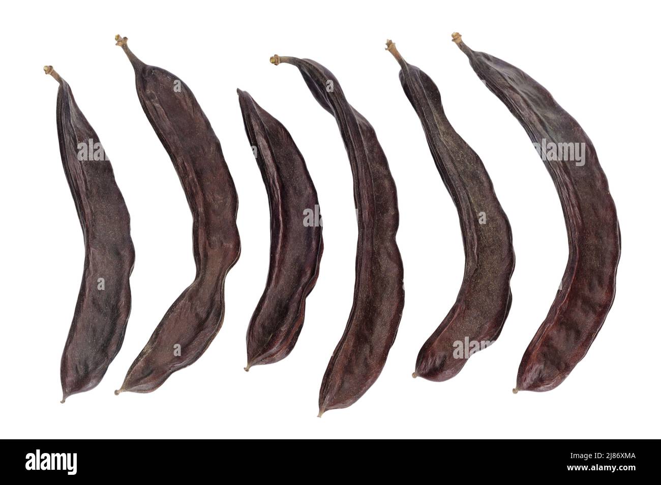Cialde carnose marroni, frutta carruba dolce (Ceratonia sidea) isolato su sfondo bianco Foto Stock