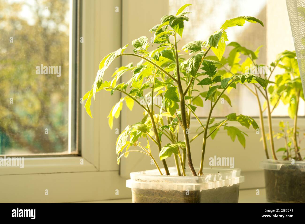 Piantine di pomodori in contenitori di plastica per alimenti sul davanzale sotto la luce del sole. Coltivando giovani piante di pomodori verdi a casa. Riutilizzo della containa in plastica Foto Stock