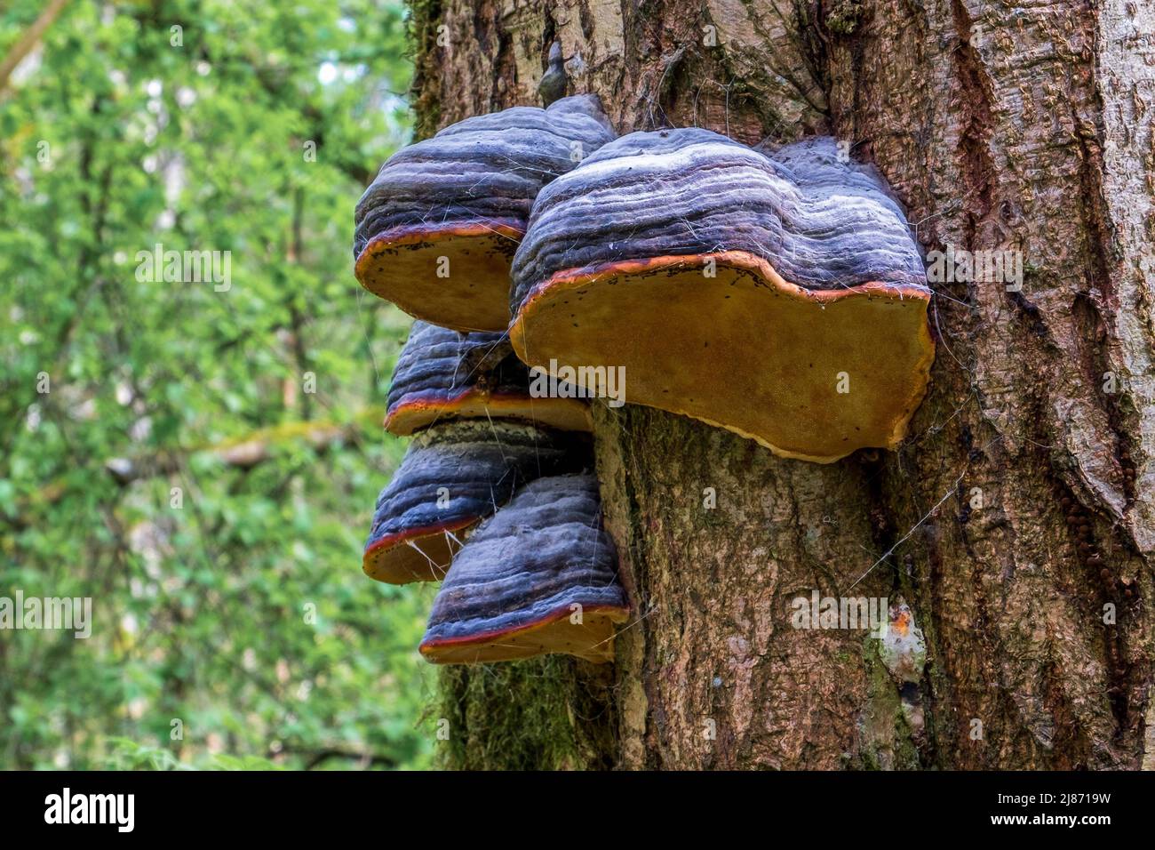 Fomitopsis pinicola, è un fungo di decadimento del gambo comune su alberi di legno tenero e di latifoglie. Il suo conca (corpo di frutta) è noto come il conca con cintura rossa Foto Stock