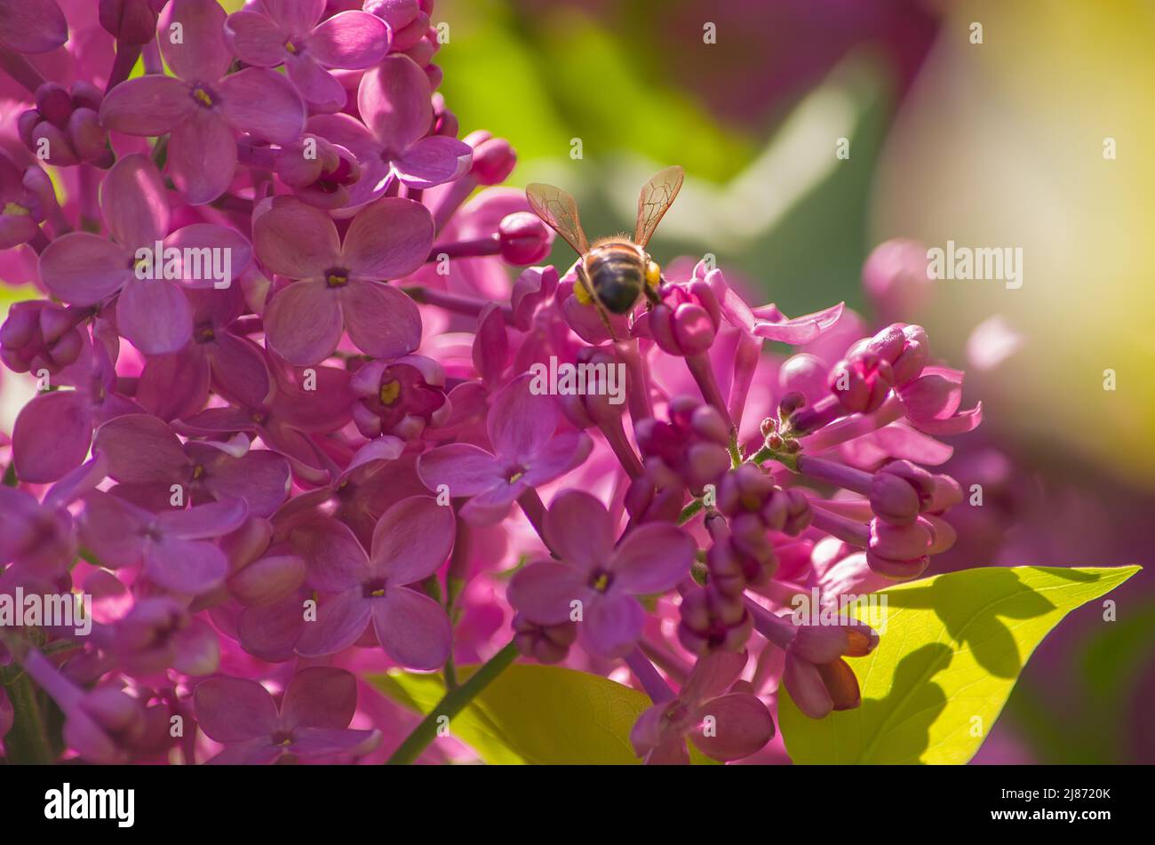 Ramo primaverile di fiore lilla closeup. Viola fiore fiori sfondo Foto Stock