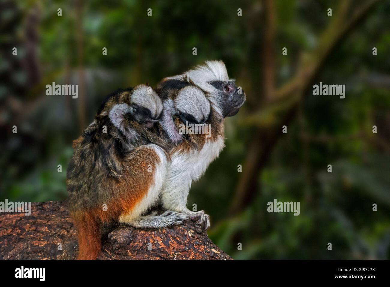 Cotone-top tamarin / cotone-testa tamarin / crested tamarin (Saguinus oedipus) con due bambini sulla schiena in foresta tropicale in Sud America Foto Stock