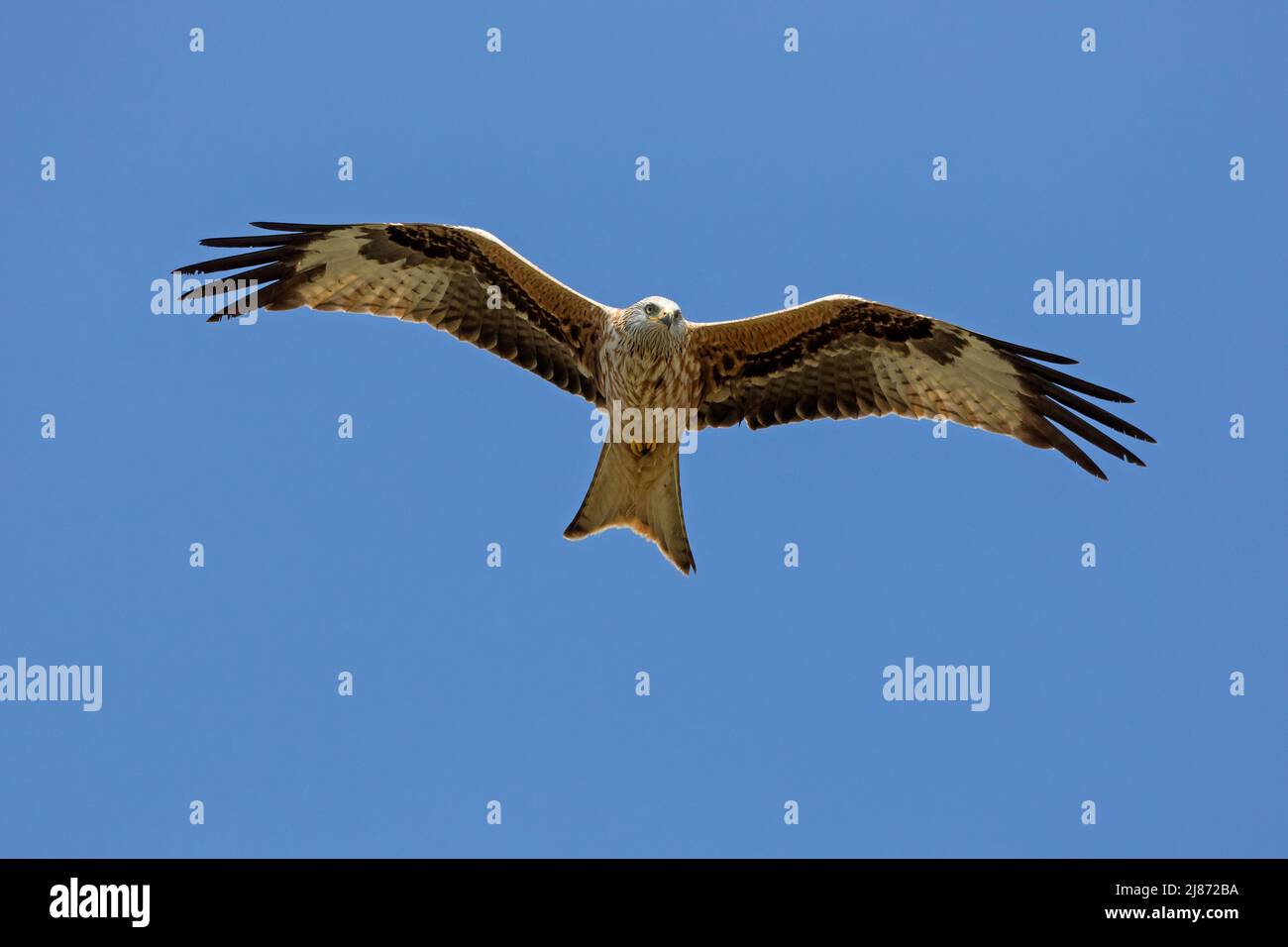 Aquilone rosso (Milvus milvus) in volo verso il cielo blu Foto Stock