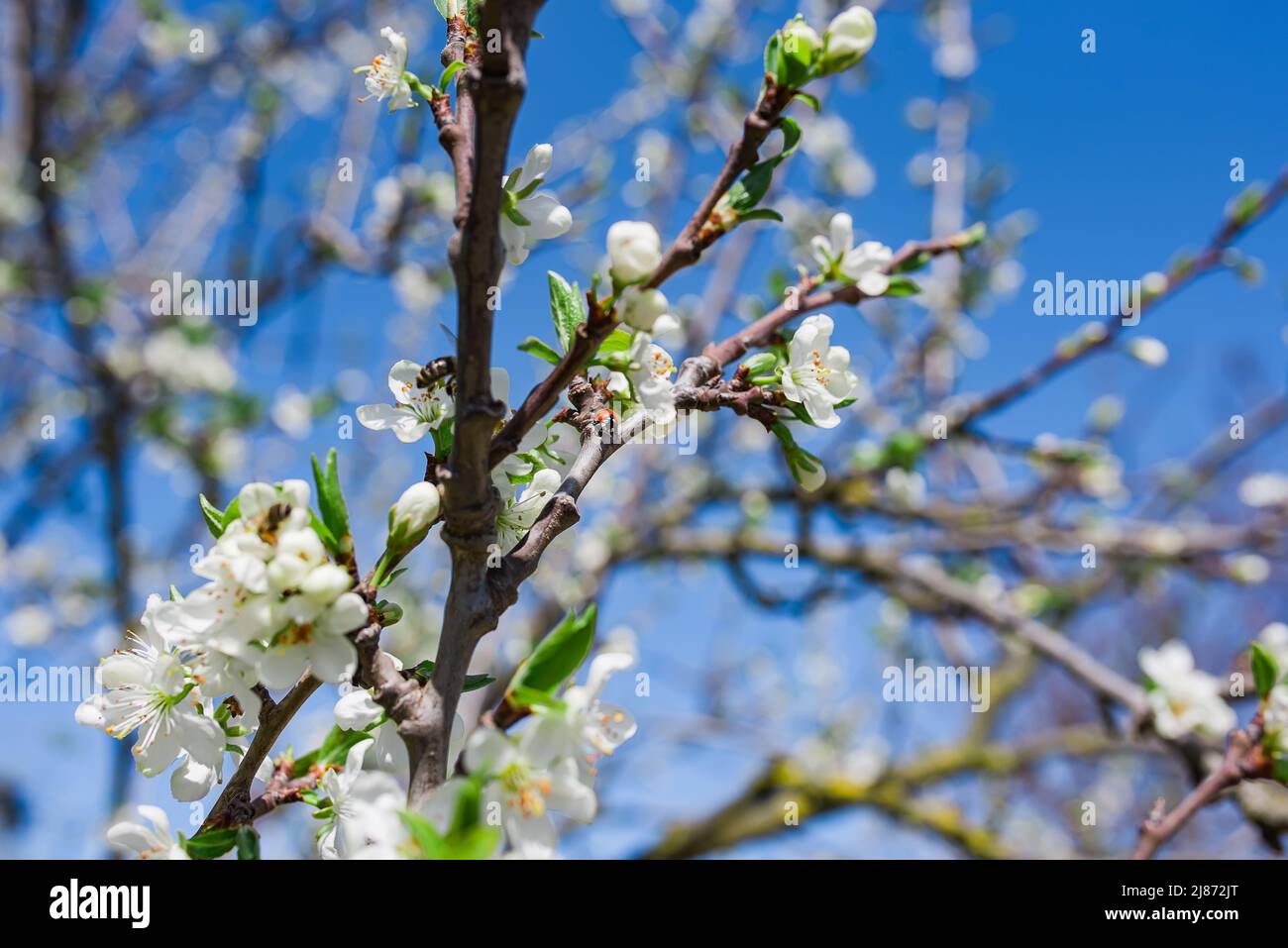 fiori di prugne ramo, fiore di primavera, periodo di fioritura Foto Stock