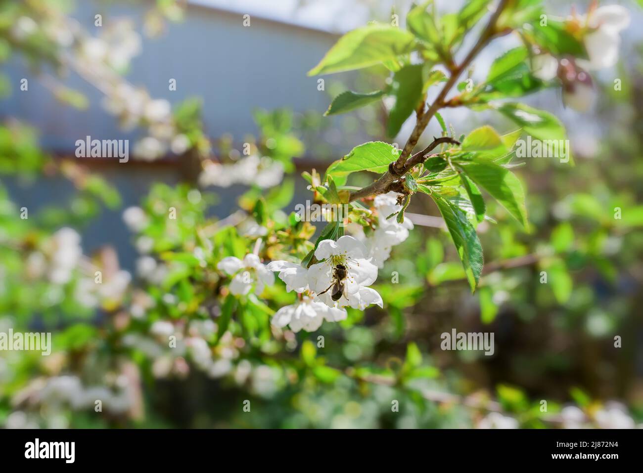 Ramo di fiori di ciliegio, fiore di primavera, periodo di fioritura Foto Stock