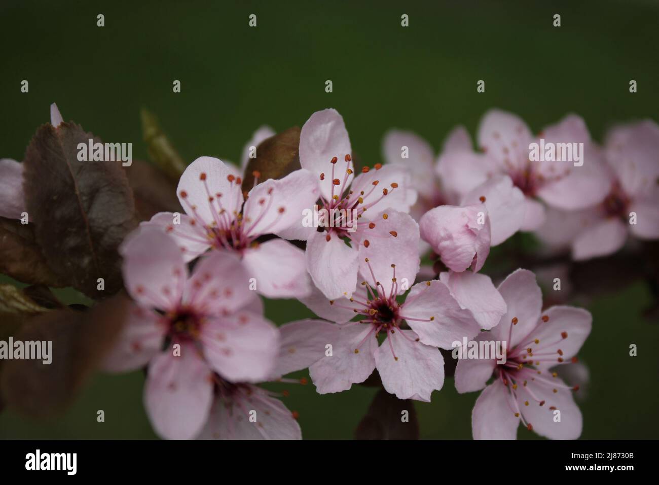 bei fiori di sakura rosa fiorente Foto Stock