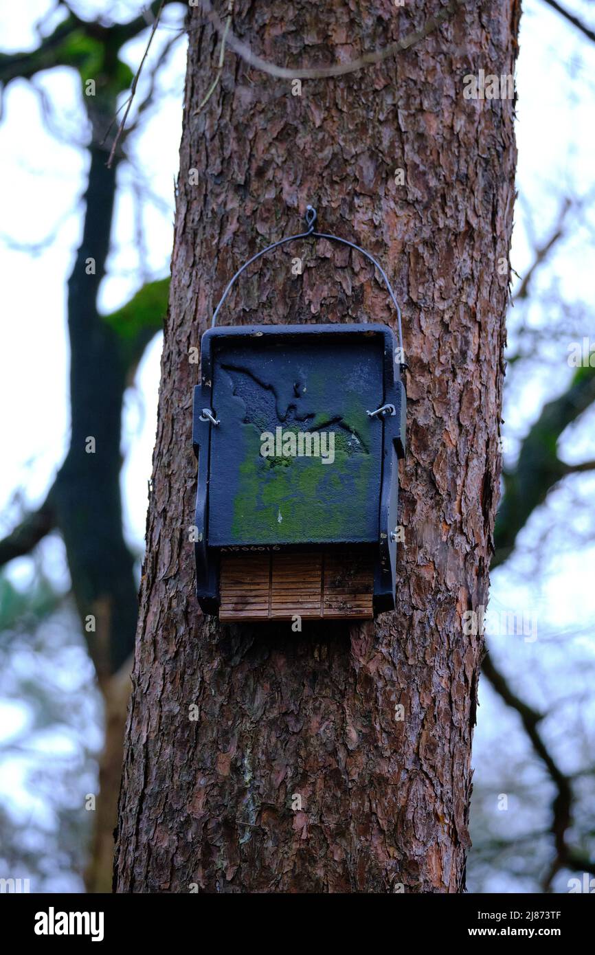 Casa di pipistrello dal design moderno in legno e cemento con disegno di un pipistrello. Situato in una foresta su un pino. Amersfoort, Paesi Bassi Foto Stock