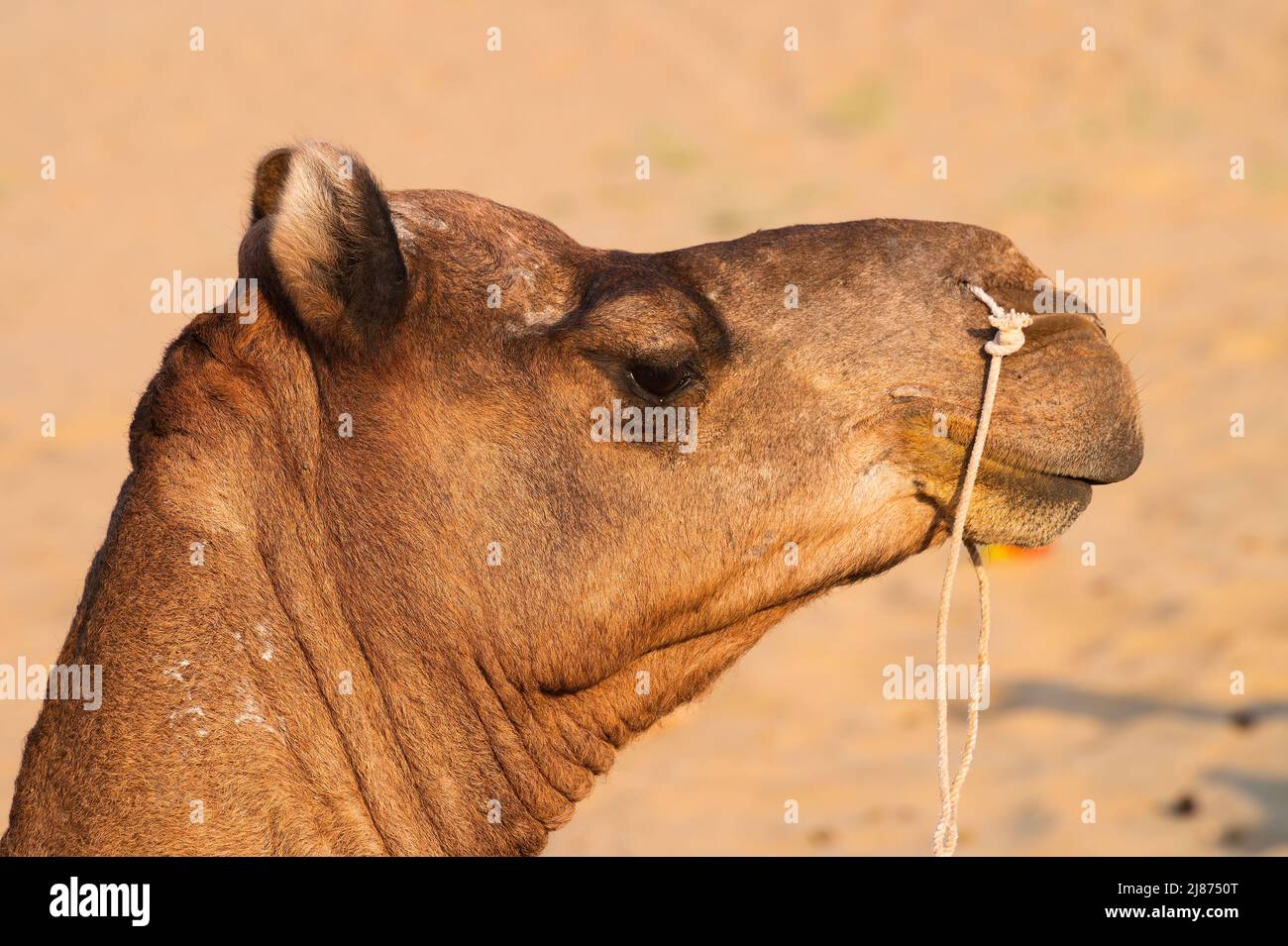 Ritratto di un cammello, faccia mentre aspetta i turisti per il giro del cammello al deserto di Thar, Rajasthan, India. Cammelli, Camelus dromedarius, sono un grande deserto Foto Stock