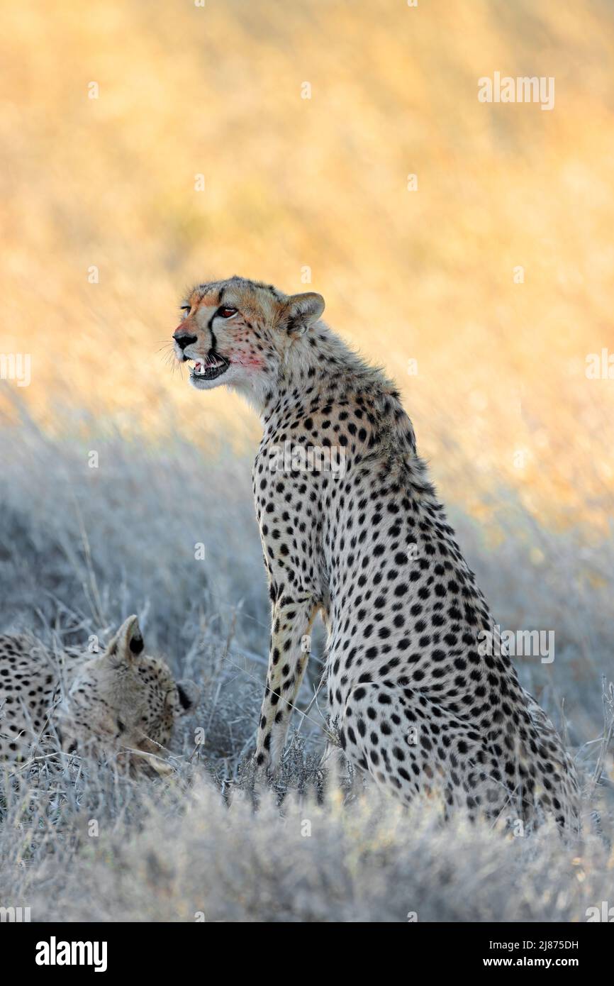 Un ghepardo allerta (Acinonyx jubatus) in habitat naturale, Sudafrica Foto Stock