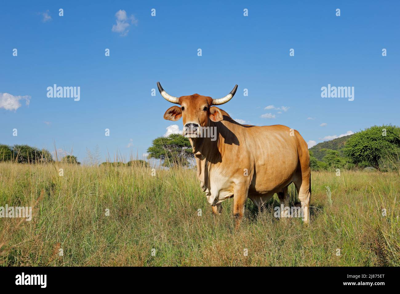 Una vacca brahman a campo libero in pascolo in prateria in una fattoria rurale, il Sudafrica Foto Stock