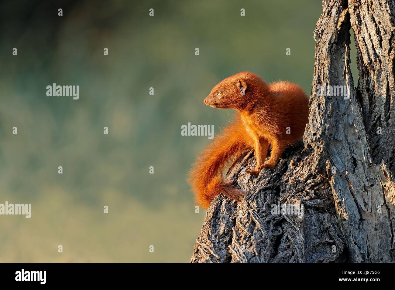 Una piccola manica (Galerella sanguinea) seduta in un albero, Sudafrica Foto Stock