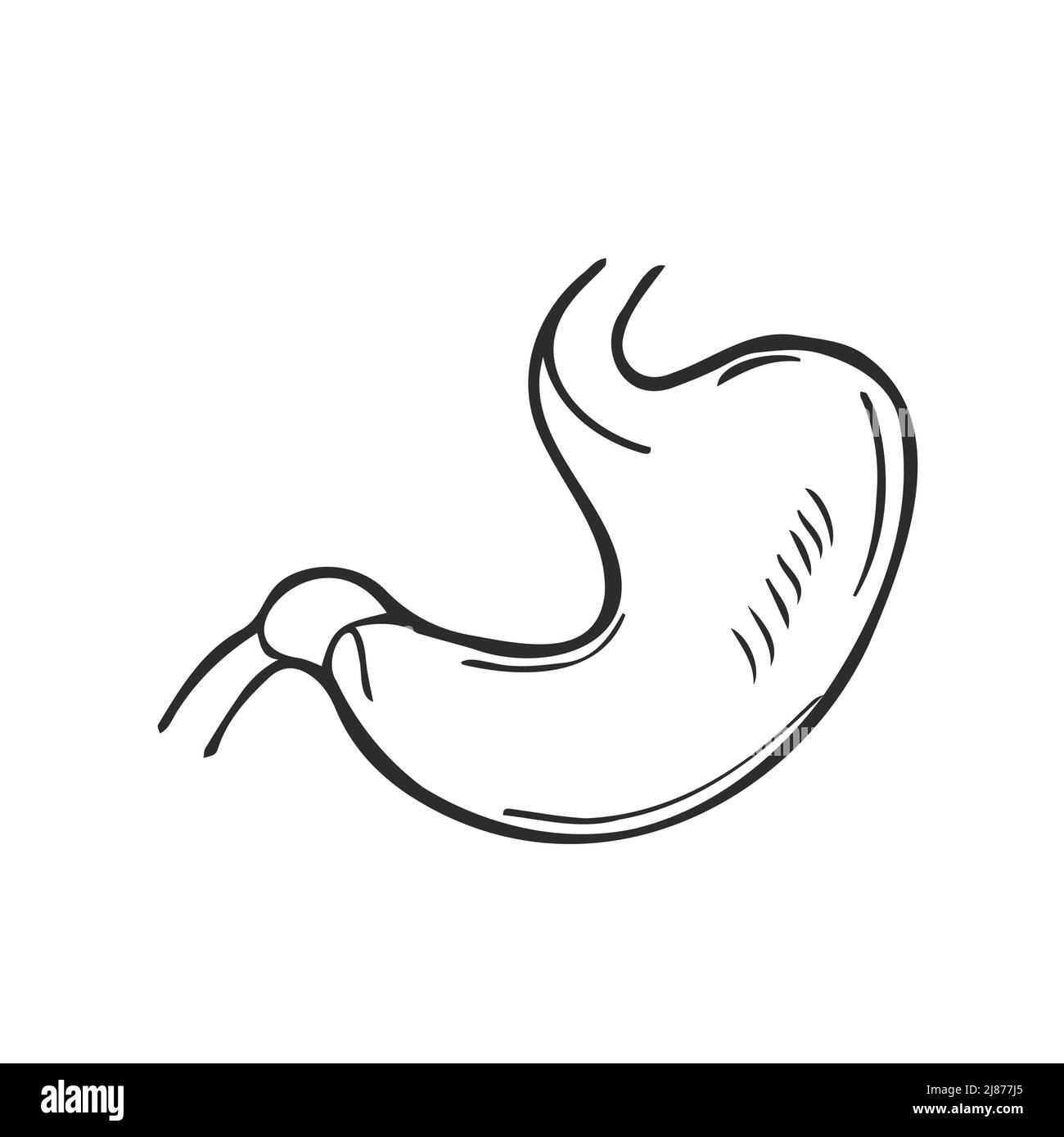 Doodle digestione stomaco disegnata a mano contorno icona. Illustrazione dello schizzo vettoriale del concetto del tratto digestivo e del sistema enzimatico Illustrazione Vettoriale