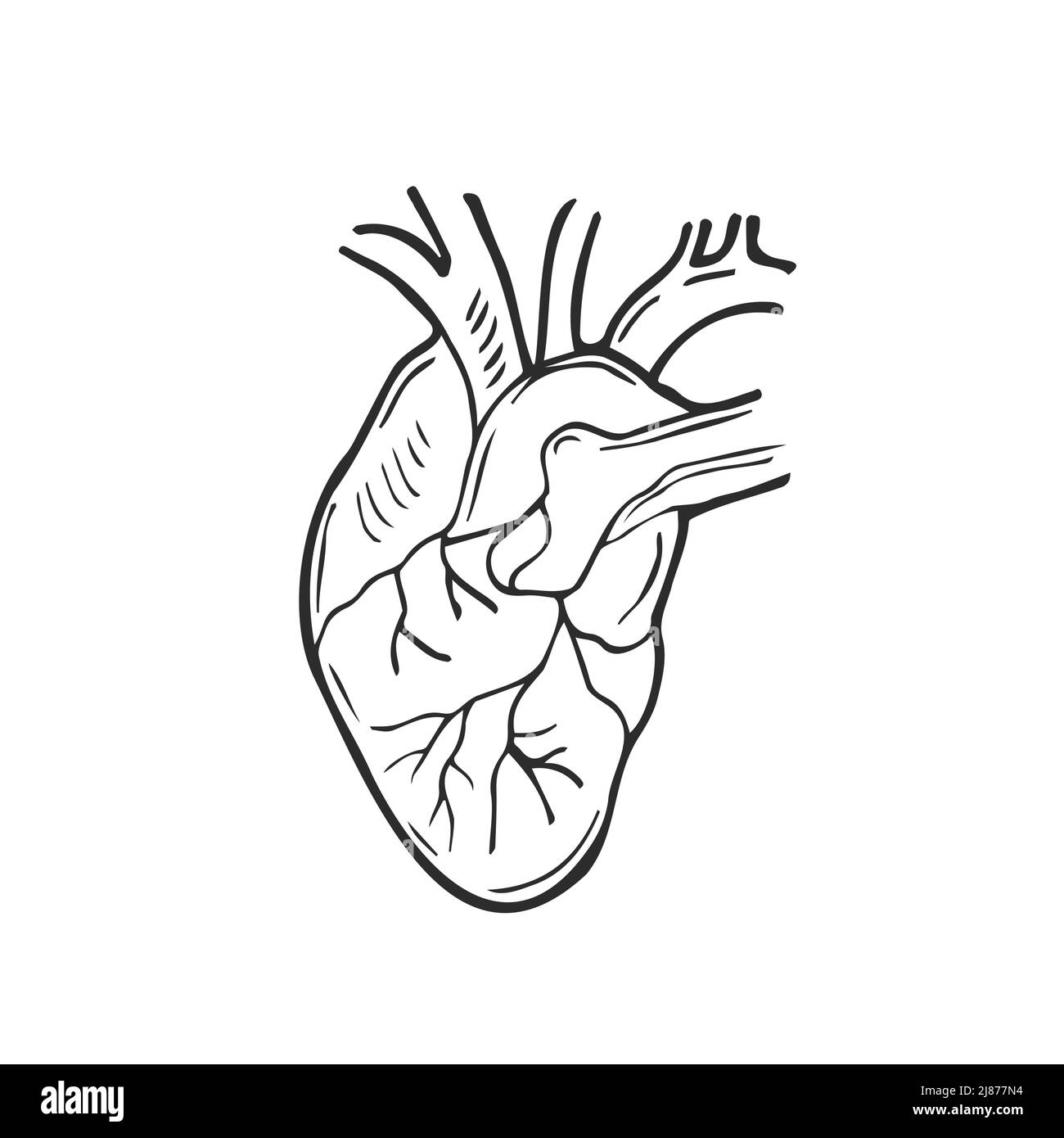Doodle cuore umano. Icona del cuore anatomico realistico Illustrazione Vettoriale
