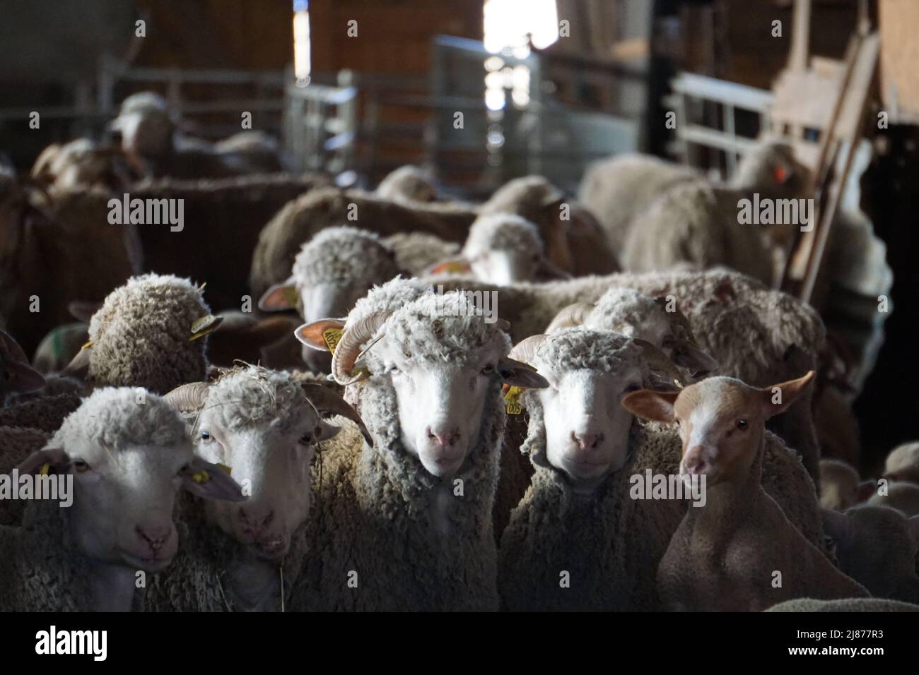 primo piano su un mazzo di pecore nel fienile in francia Foto Stock