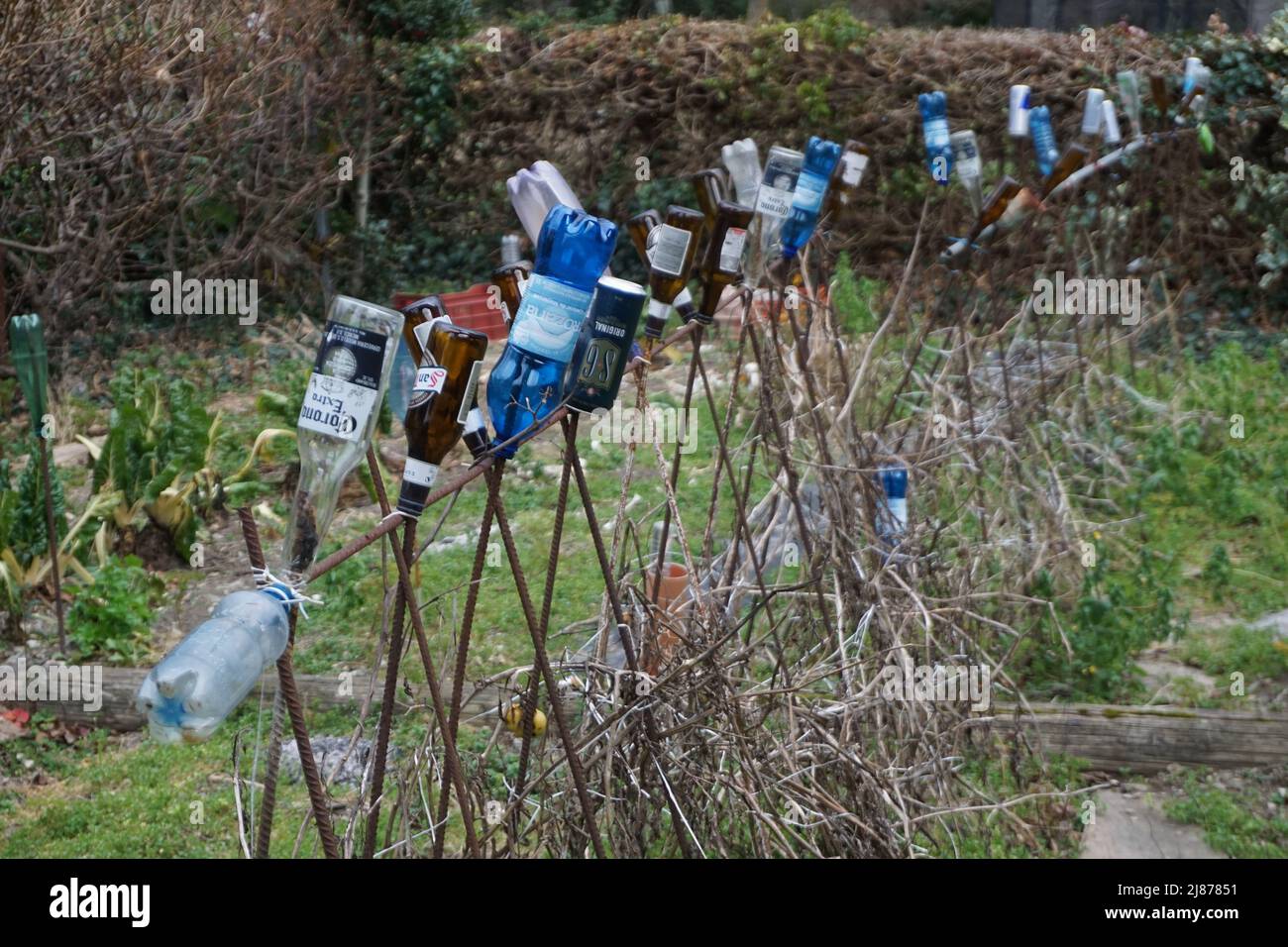 pali di metallo con acqua di plastica e birra di vetro bottiglie colorate capovolte nel giardino in francia contro i moli Foto Stock