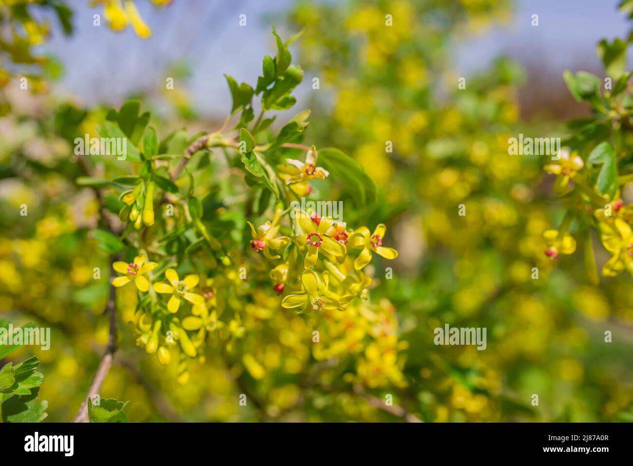 cespuglio di ribes nero che fiorisce in fiori gialli di primavera Foto Stock