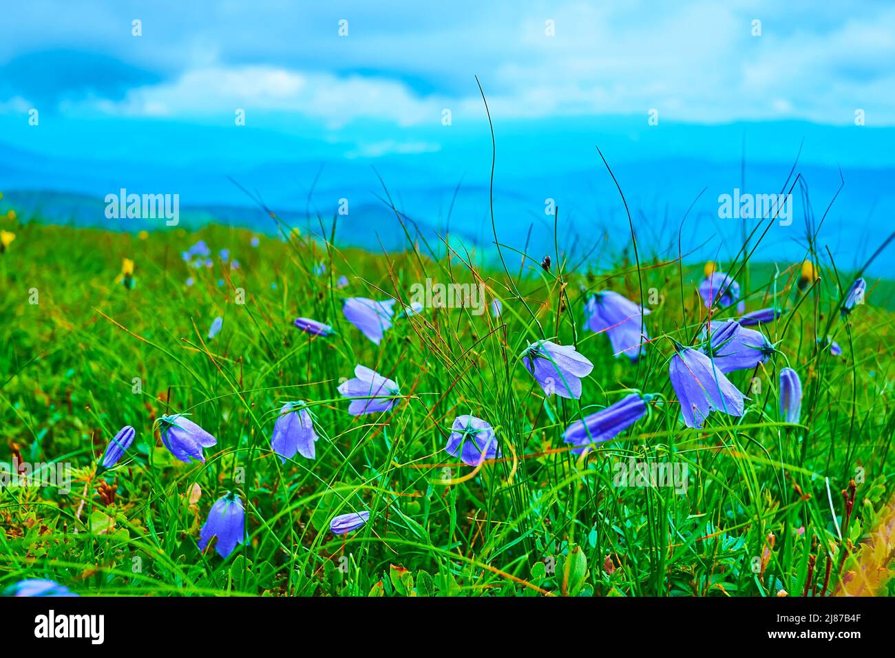I colorati fiori selvatici in fiore tra l'erba verde succosa sul pendio del Monte Hoverla, Chornohora Range, Carpazi, Ucraina Foto Stock