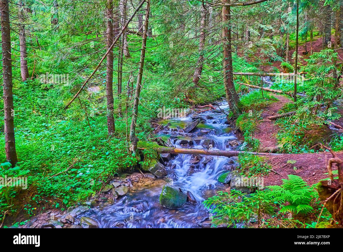 La stretta insenatura del fiume Prut, che scorre tra la foresta profonda conifere del monte Hoverla, catena di Chornohora, Carpazi, Ucraina Foto Stock