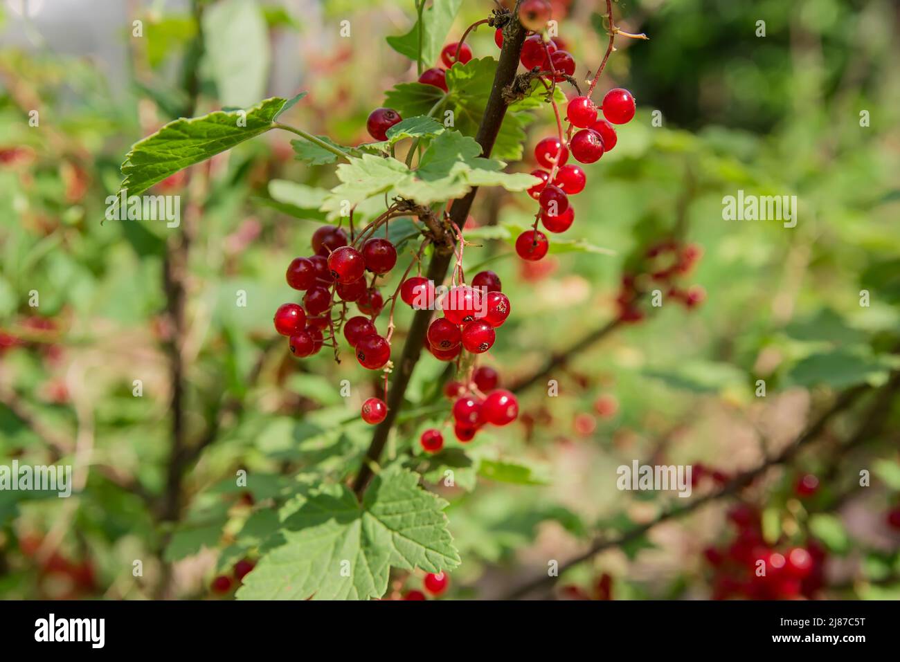 Ribes rosso in giardino, ora estiva Foto Stock