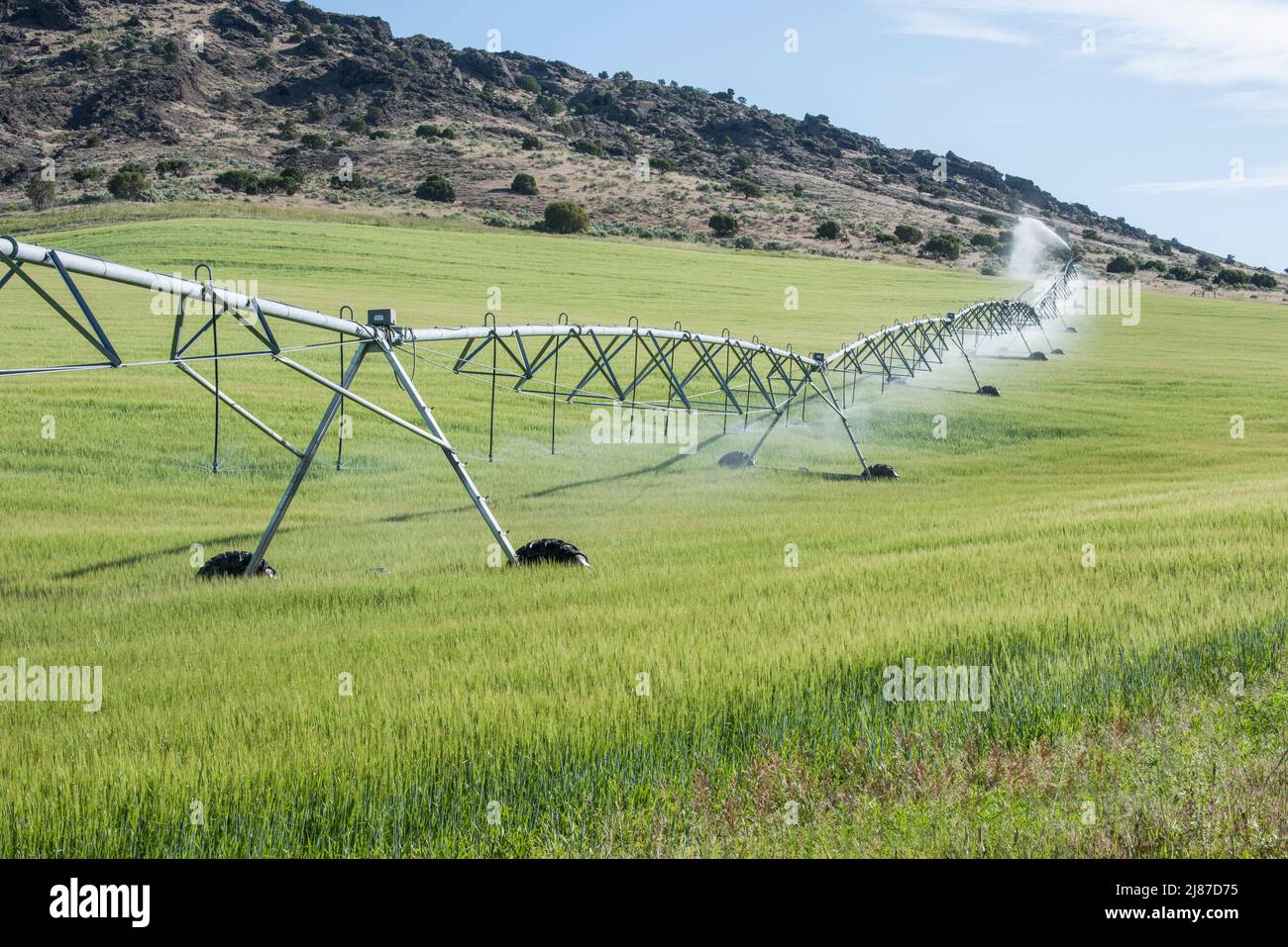 I campi sono irrigati da perni circolari, che forniscono acqua a colture in crescita presso Deer Parks WMU, Menan, Idaho, USA Foto Stock
