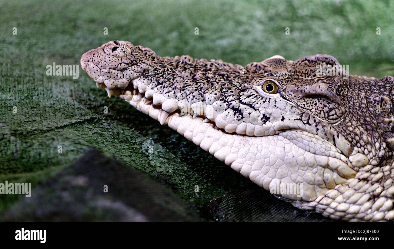 Il coccodrillo si trova nello stagno dell'oceanarium. L'enorme testa di un coccodrillo si trova sulla riva di un serbatoio, la sua bocca è chiusa, gli occhi sono aperti. Foto Stock