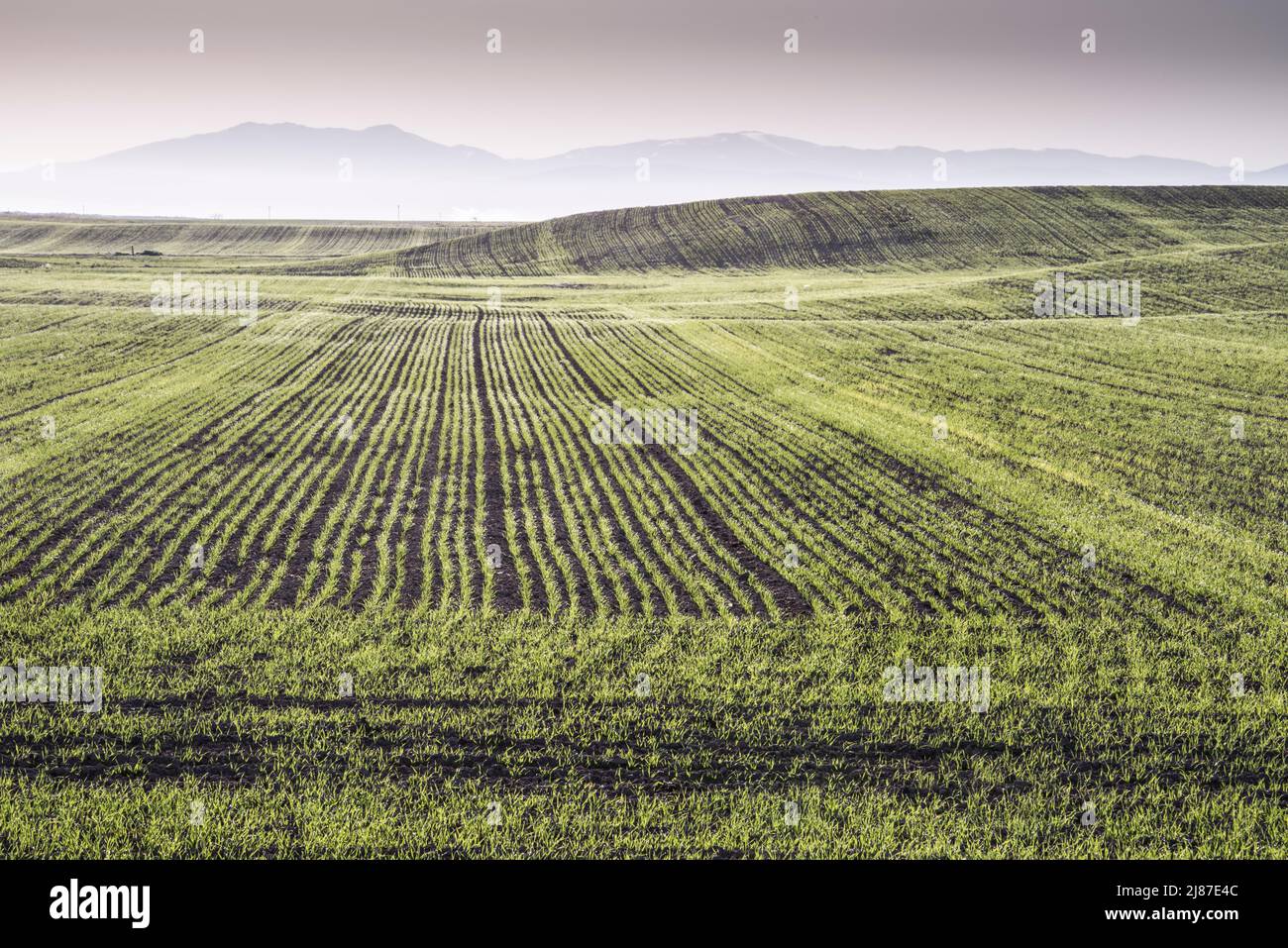 File di nuovi raccolti di grano, Aberdeen, Idaho, USA Foto Stock