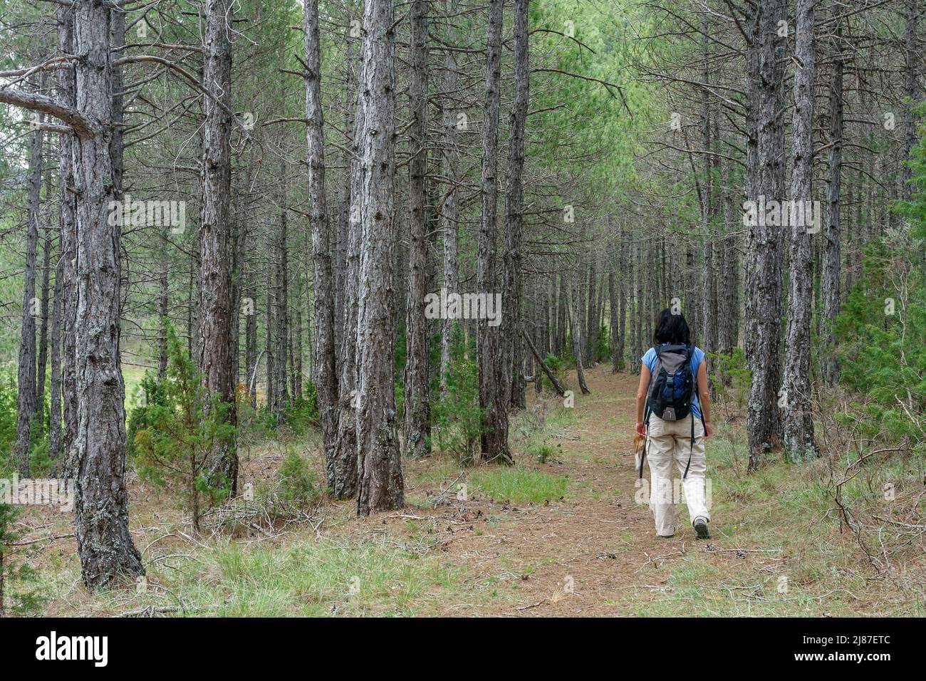 Persona in una pineta, Sierra Calderona, Comunidad Valenciana, Spagna Foto Stock