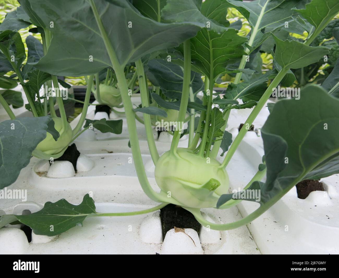 Kohlrabi o rapa tedesca che crescono in un terreno senza terreno per dimostrare l'idroponica come una forma di risparmio di acqua di agricoltura; mostra Floriade 2022. Foto Stock