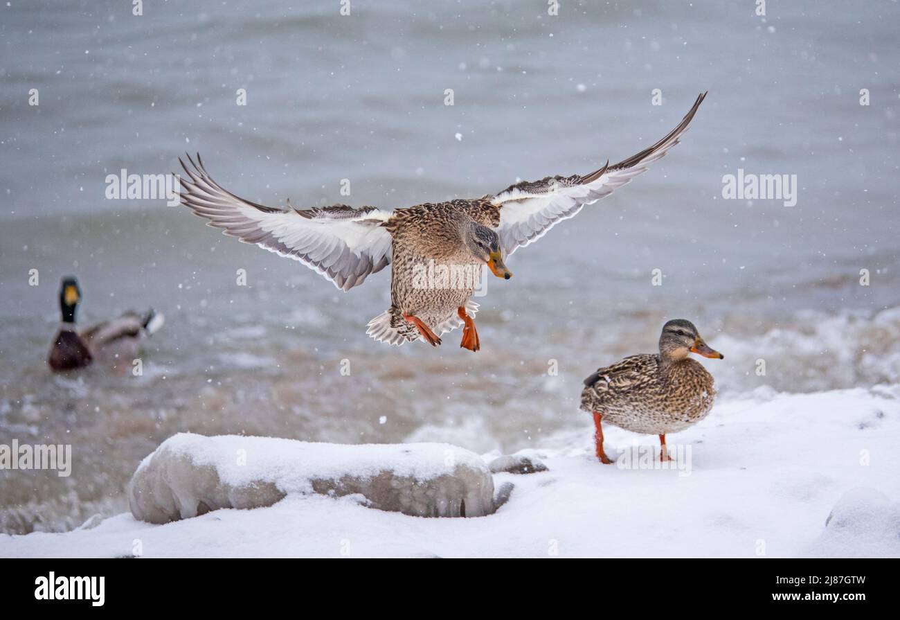 Femmina Mallard Duck atterraggio con le ali allungate Foto Stock