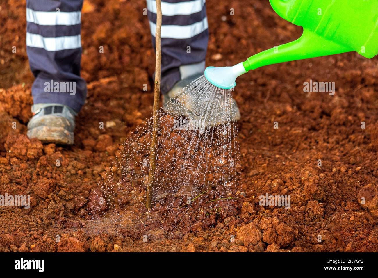 Persone che piantano un albero e gli danno acqua in Turkiye Foto Stock