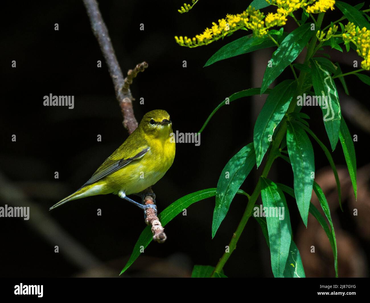 Warbler con alette blu Foto Stock