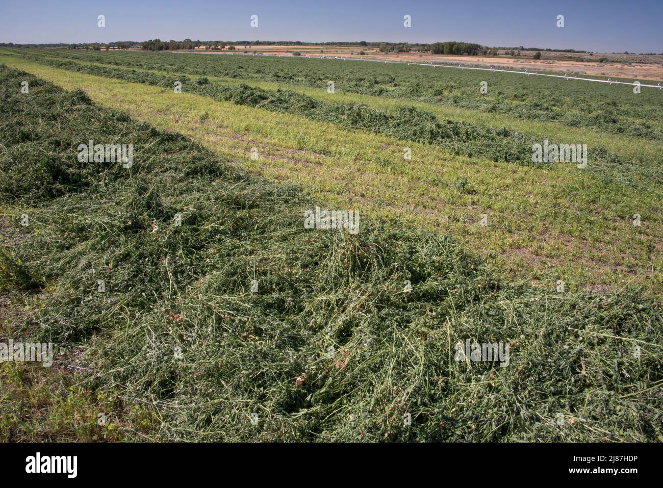 Tagliare ed eandrare fieno di erba medica sul terreno, senza niente altro, Idaho, Stati Uniti Foto Stock
