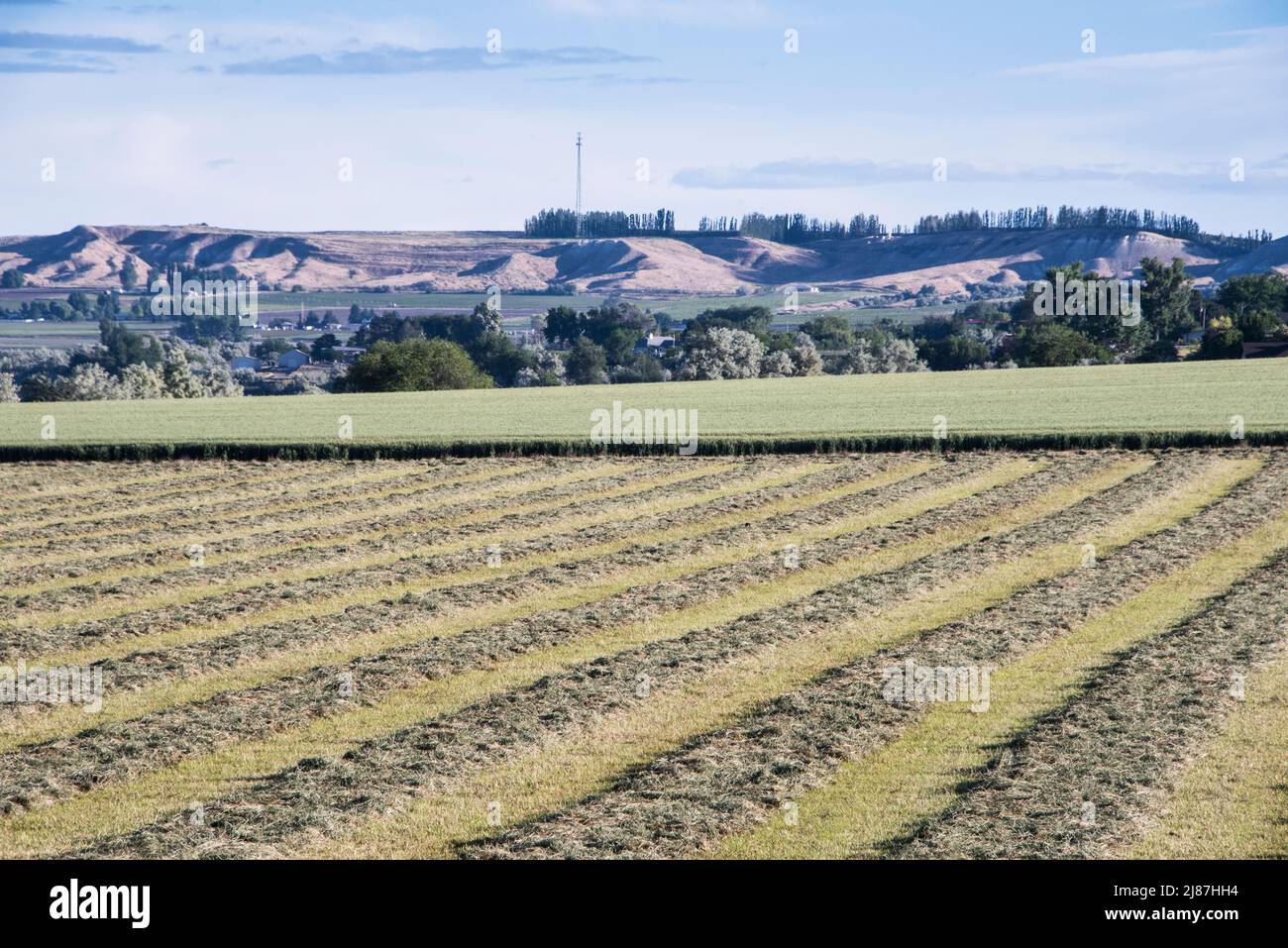 File di erba medica tagliata e rastrellata in una giornata estiva vicino a Marsing, Idaho, USA Foto Stock