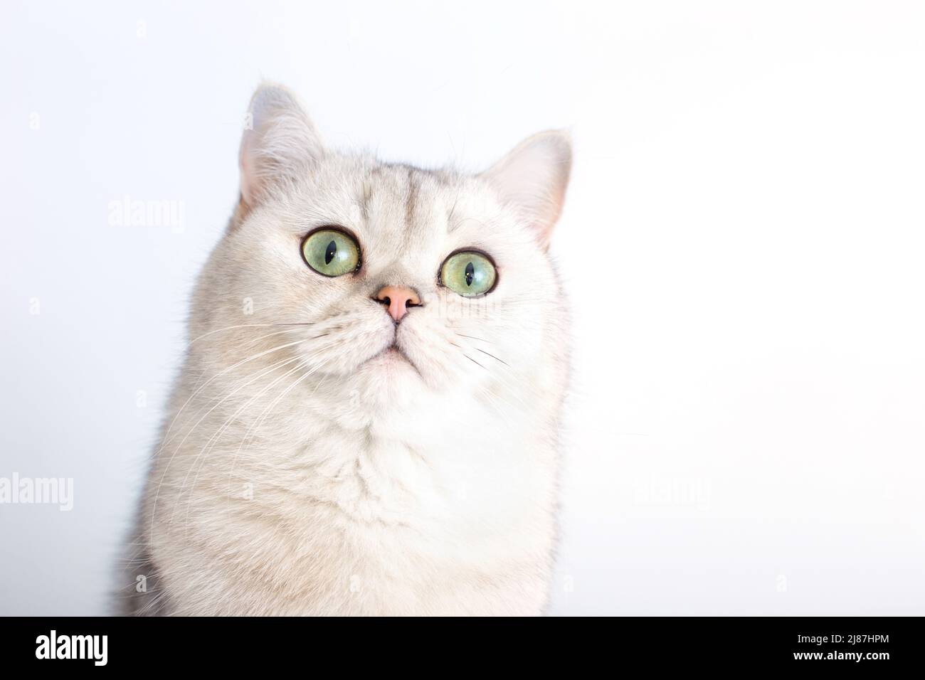 Ritratto di un bel gatto britannico bianco con occhi verdi, su sfondo bianco, Foto Stock