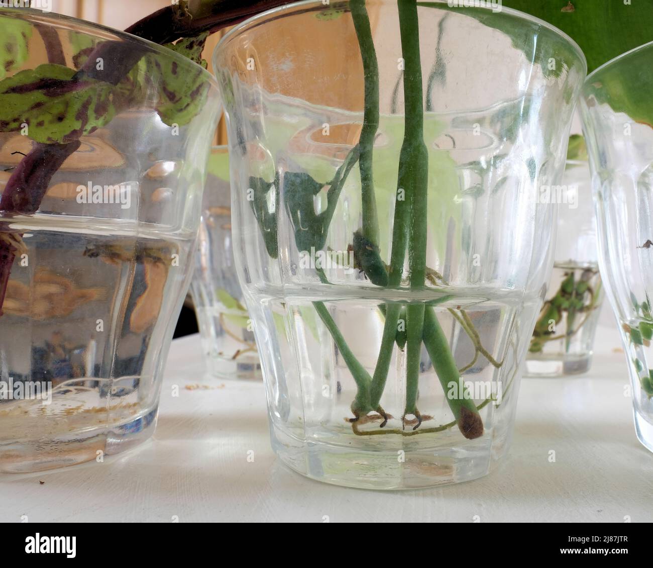 Piante di rooting in un vetro chiaro di acqua all'interno; piante che prendono radice per repiantare; che si propagano con idroponics dell'interno. Foto Stock