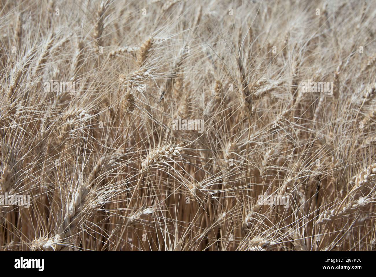 Primo piano di teste di grano dorato mature, Idaho, USA Foto Stock